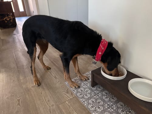 Customer photo review of Frischfutter für Energiebedarf von 826 kCal/Tag