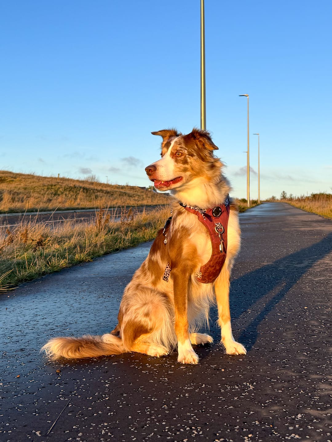 Customer photo review of Luxe Collection | 3-Click Tough Harness | Berry Dalmatian
