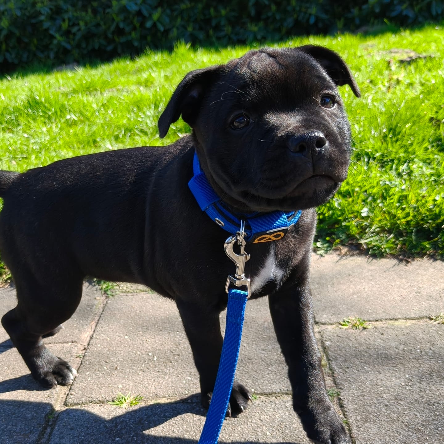 Customer photo review of Staffordshire Bull Terrier 1935® Puppy Collar & Leash Set - Royal Blue