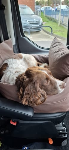 Customer photo review of The Dog Dock V2 New & Improved with ISO Fix