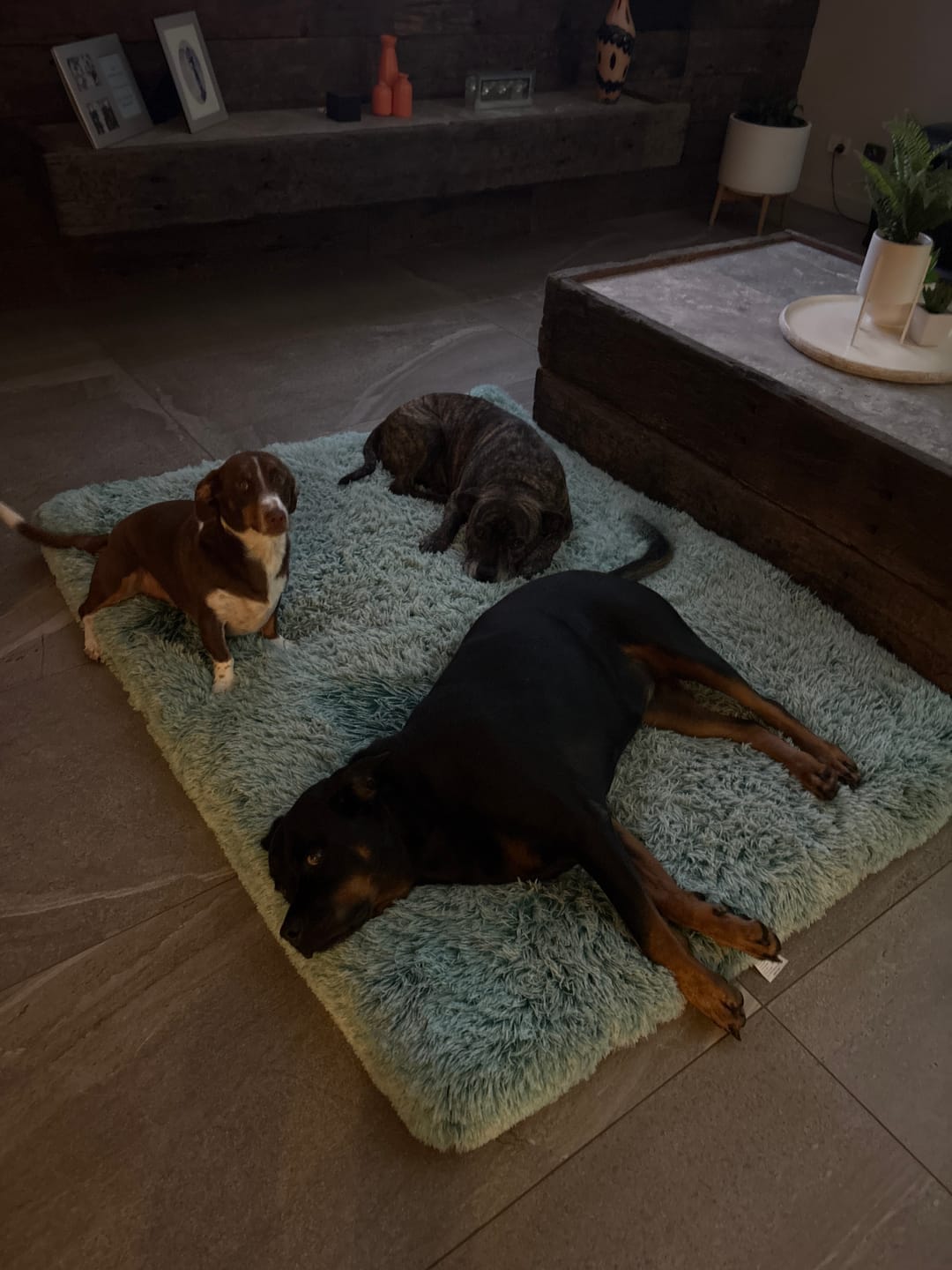 Customer photo review of Premium SuperMat Calming Bed