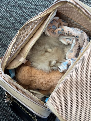 Customer photo review of Airline Approved Travel Pet Carrier