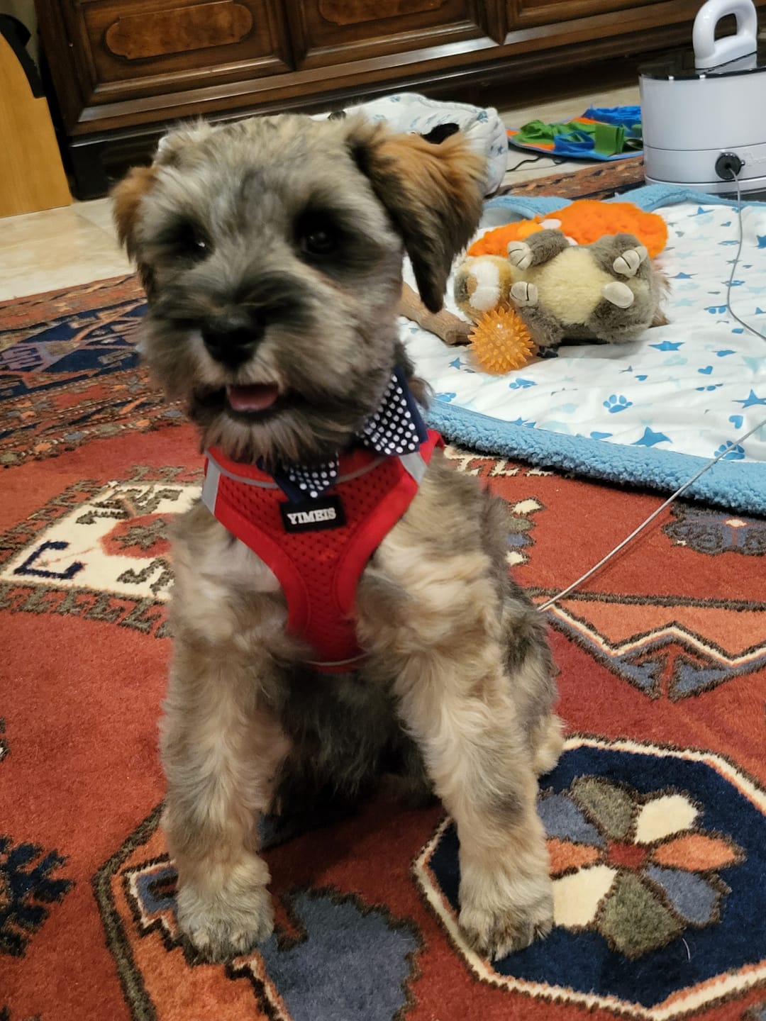 Customer photo review of Pup Stack