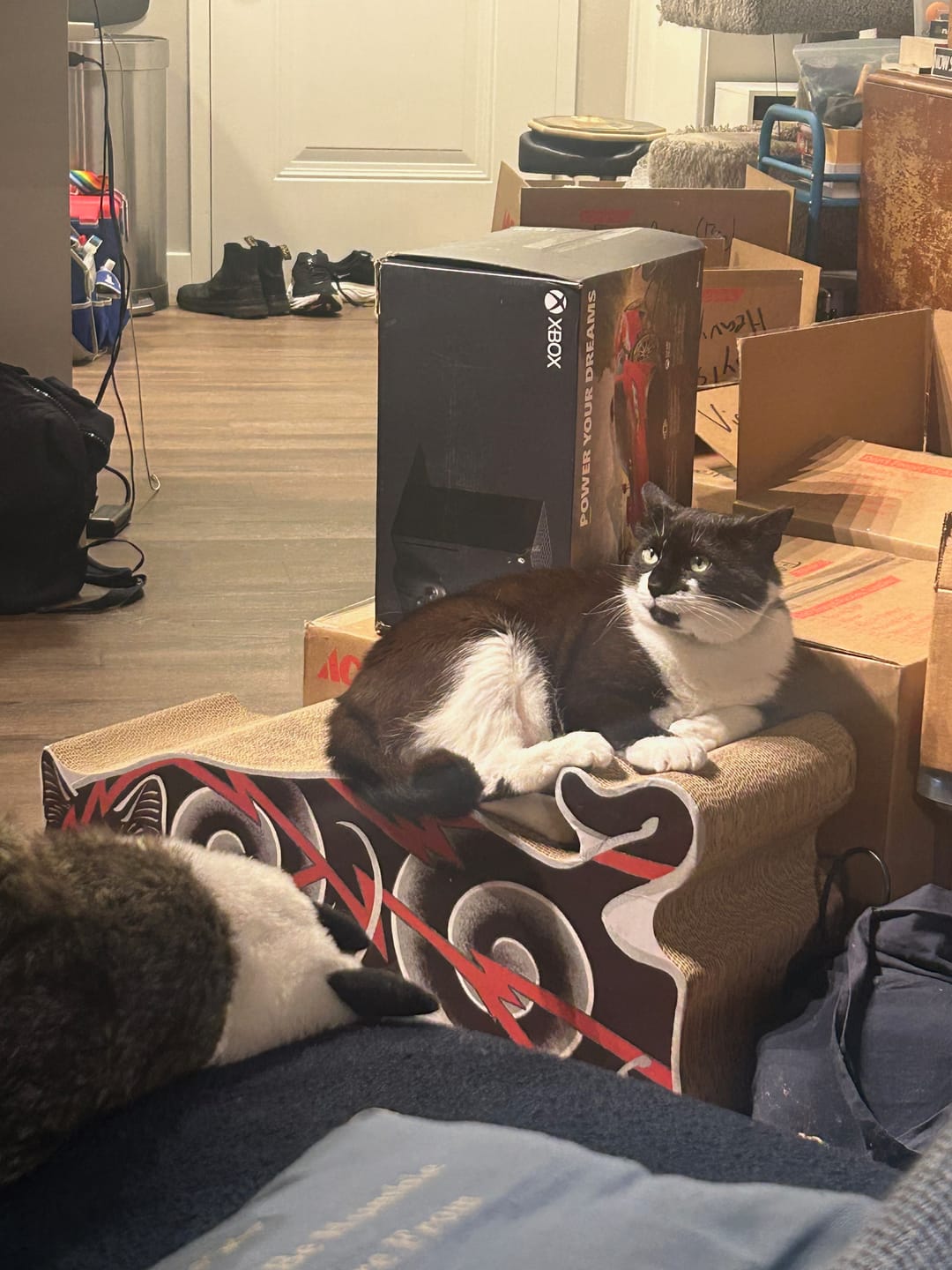 Customer photo review of Electric Cat Scratcher