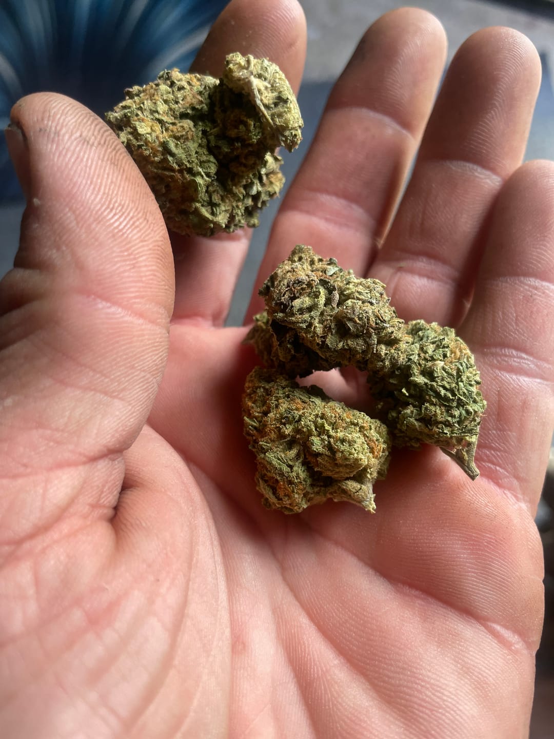 Customer photo review of Rainbow Sherbet - 28 Grams - Hybrid