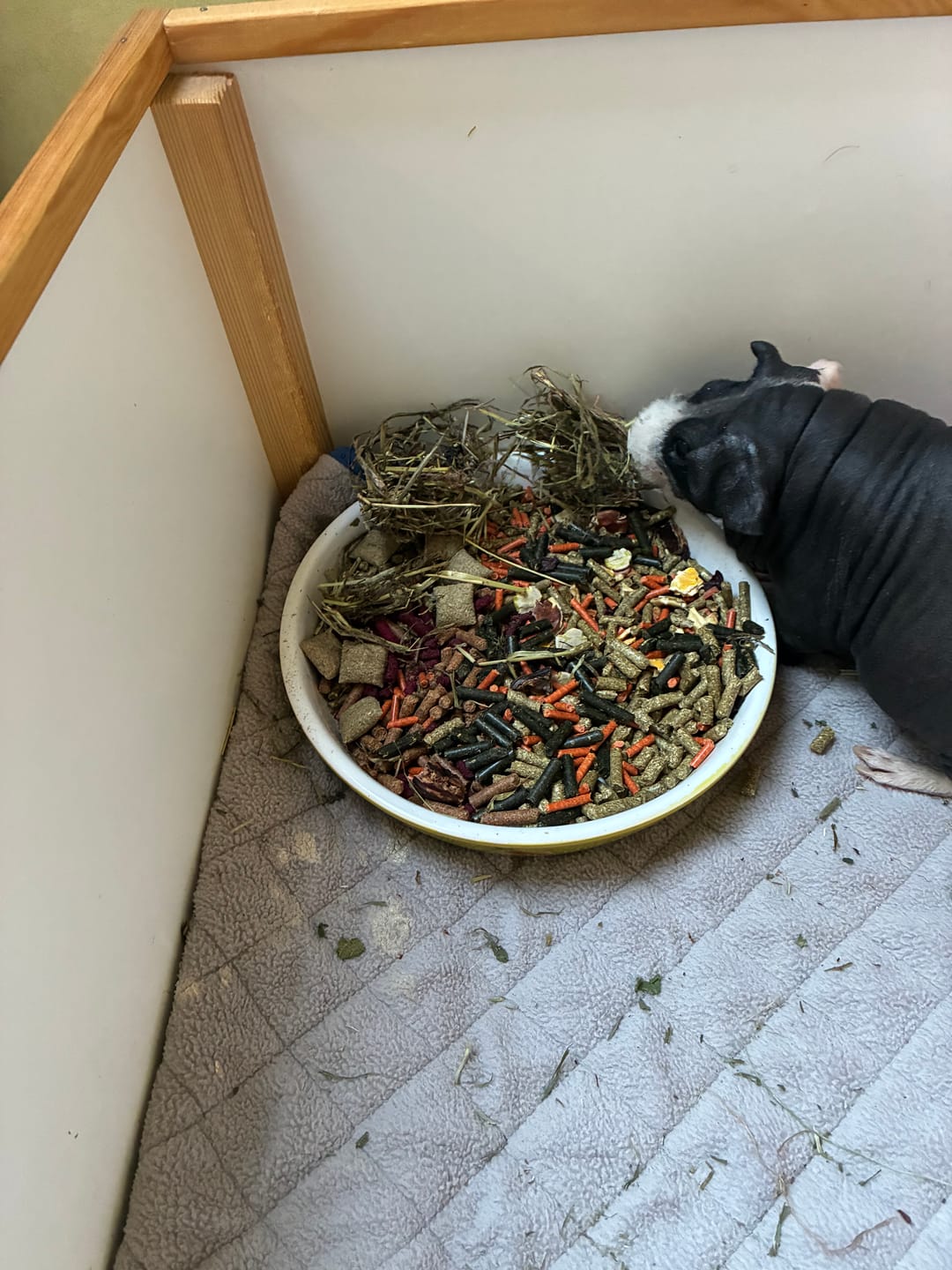 Customer photo review of 🌈 Glücksmomente – Premium Snack-Bälle für deine Meerschweinchen