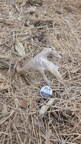 Customer's can of Chilled Mint Nicotine Pouches resting on dry straw in a field next to a deer antler.