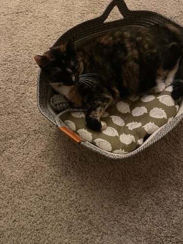 Customer photo review of Instinct Basket | Meet the first research-backed natural territory for indoor cats