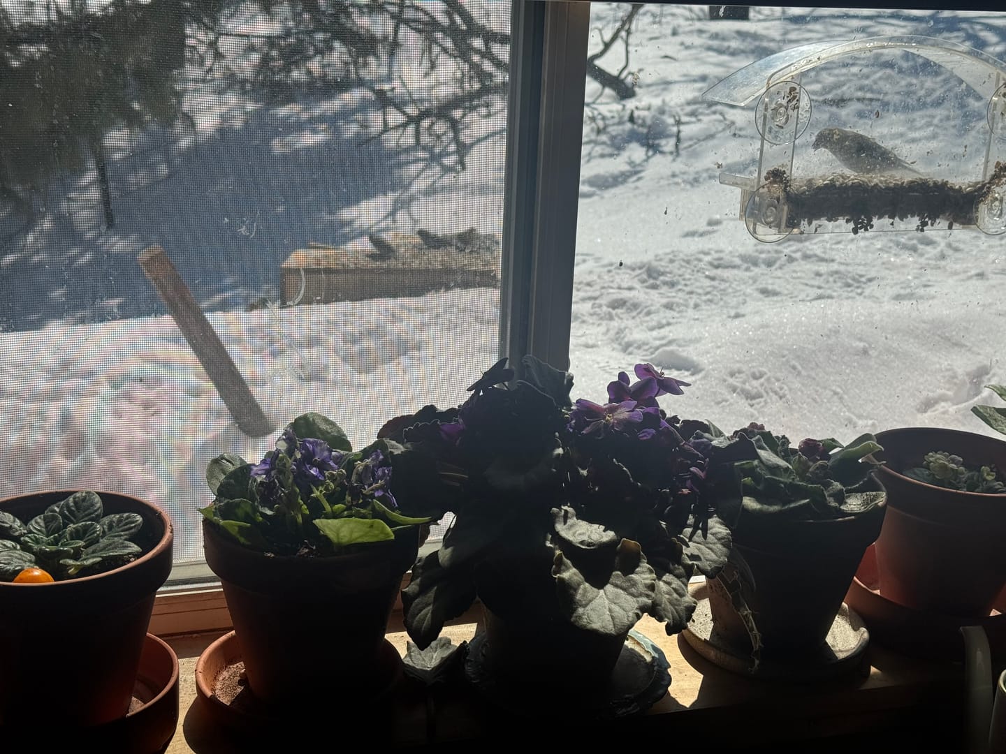 Customer photo review of Set of 3 Assorted African Violet Plants in 4” Pots – Blooming Indoor Flowering Houseplants