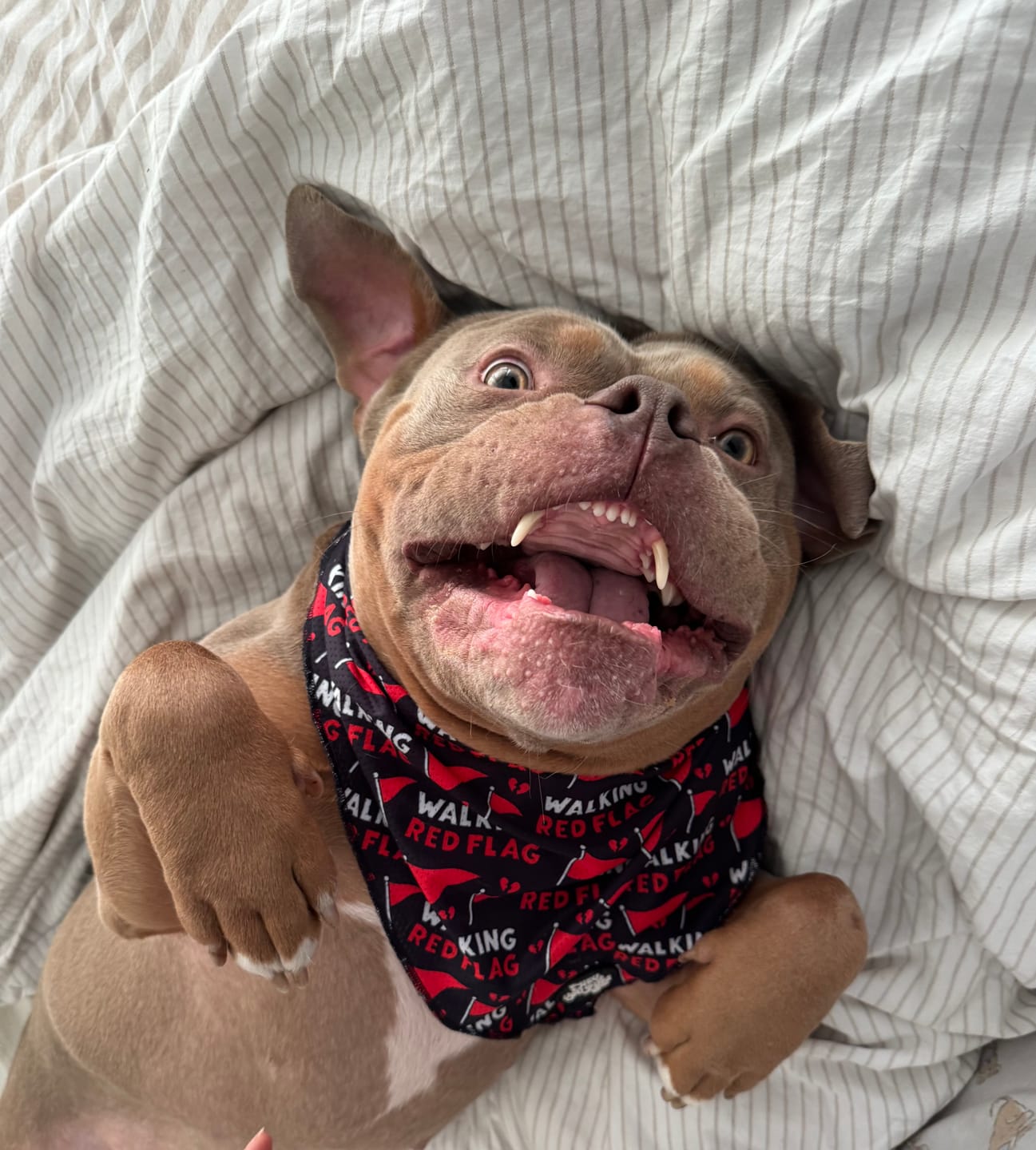 Customer photo review of Walking red flag bandana