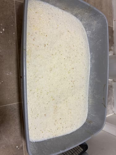 Customer photo review of 1 Month Supply – 2 Cat