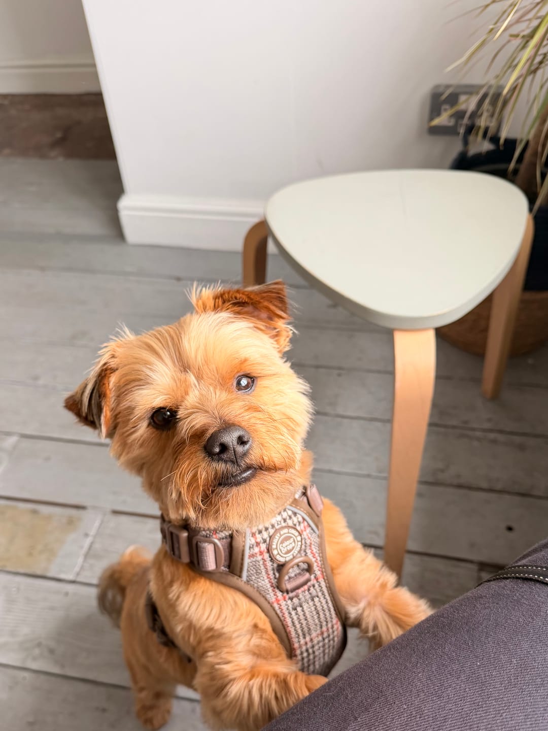 Customer photo review of Trail & Glow Tweed Dog Harness - Colour Drops - Heritage Plaid