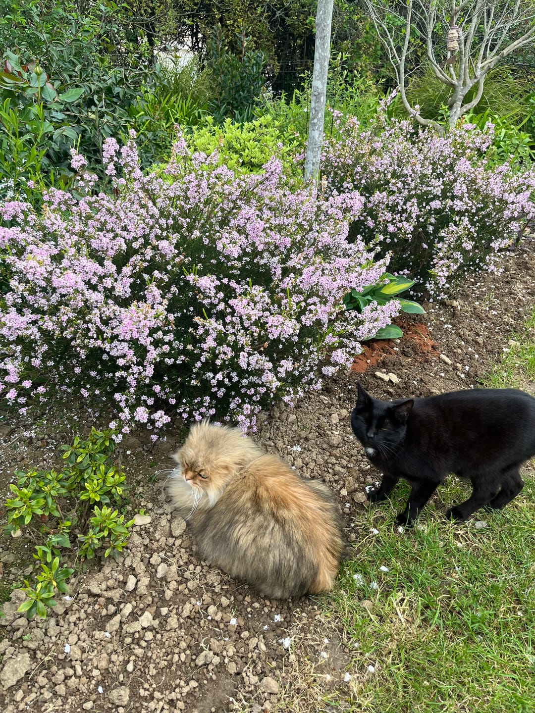Customer photo review of Croquettes Poisson & Pois - Chat Adulte