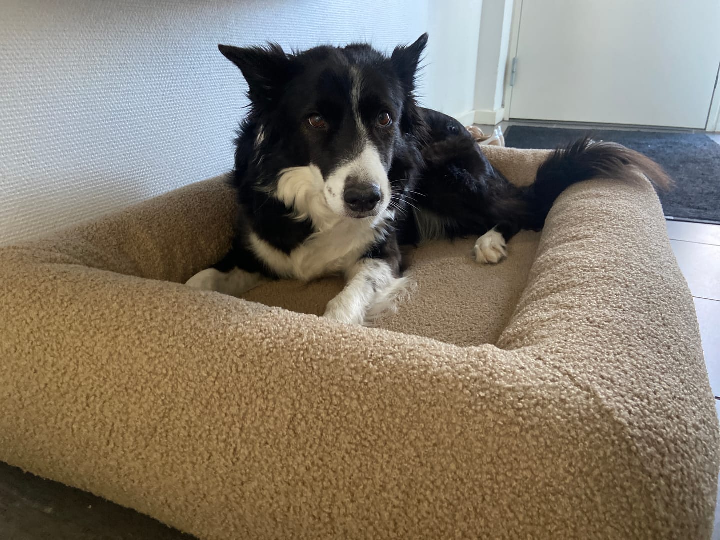 Customer photo review of Staey - Karla Ortopædisk Hundeseng, Oat Bouclé