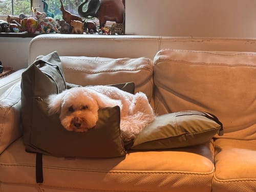 Customer photo review of The Dog Dock V2 New & Improved with ISO Fix