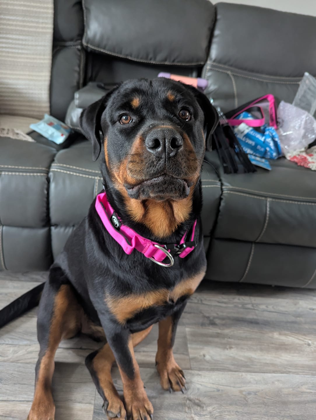 Customer photo review of 1.4m Swivel Combat Lead | Anti-Tangle & Secure Clip - Magenta