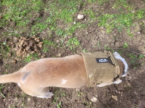 Customer photo review of Patch personnalisé pour chien – Un style unique !