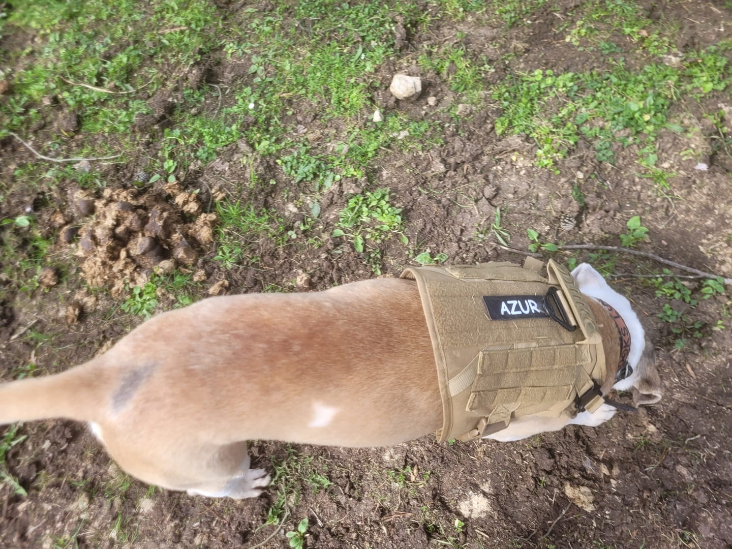Customer photo review of Patch personnalisé pour chien – Un style unique !