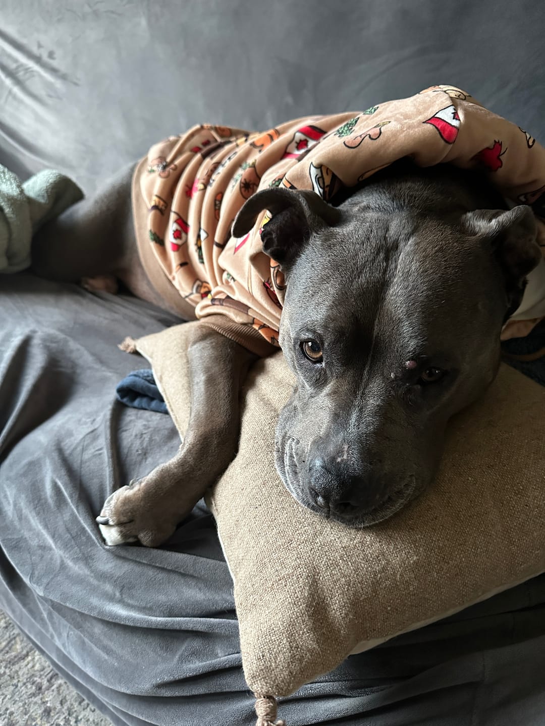 Customer photo review of The Canada Dog Hoodie