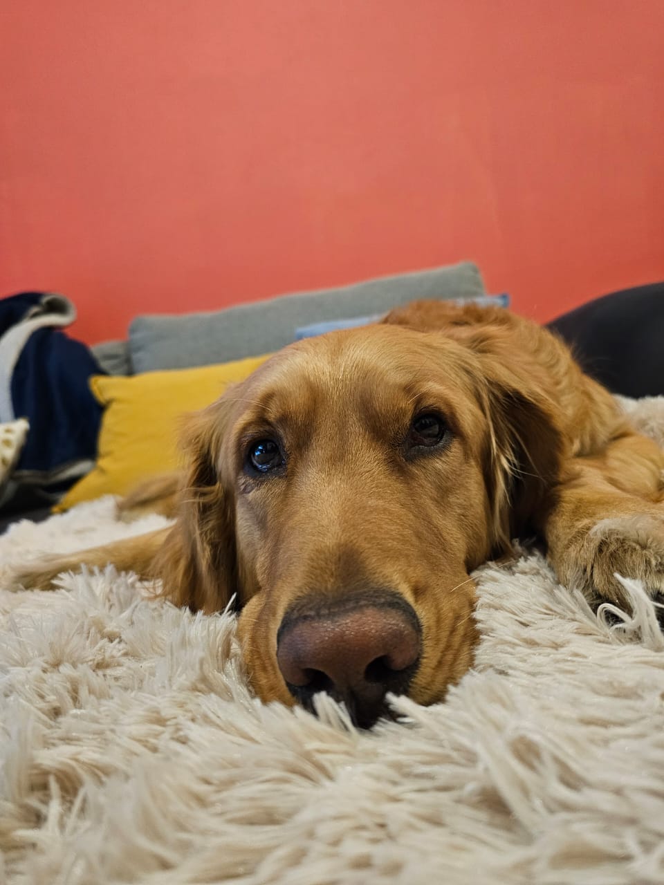Customer photo review of Cobija Impermeable para Perros