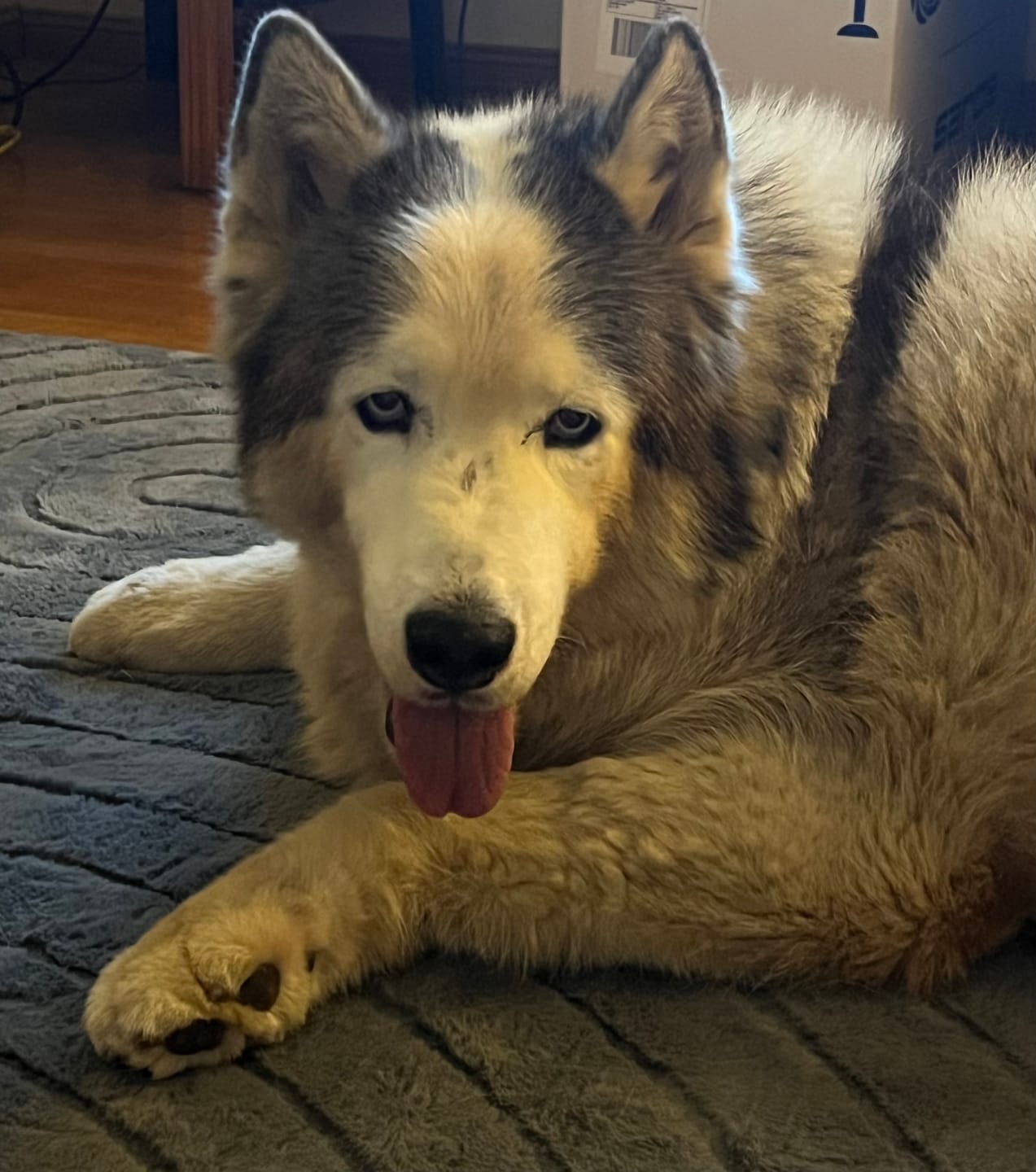 Customer photo review of Designer Relax Mat - 35mm Thick Foam Base