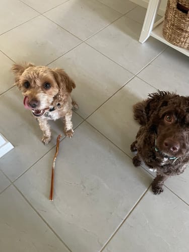 Customer photo review of Pizzle Stix (1kg pack)