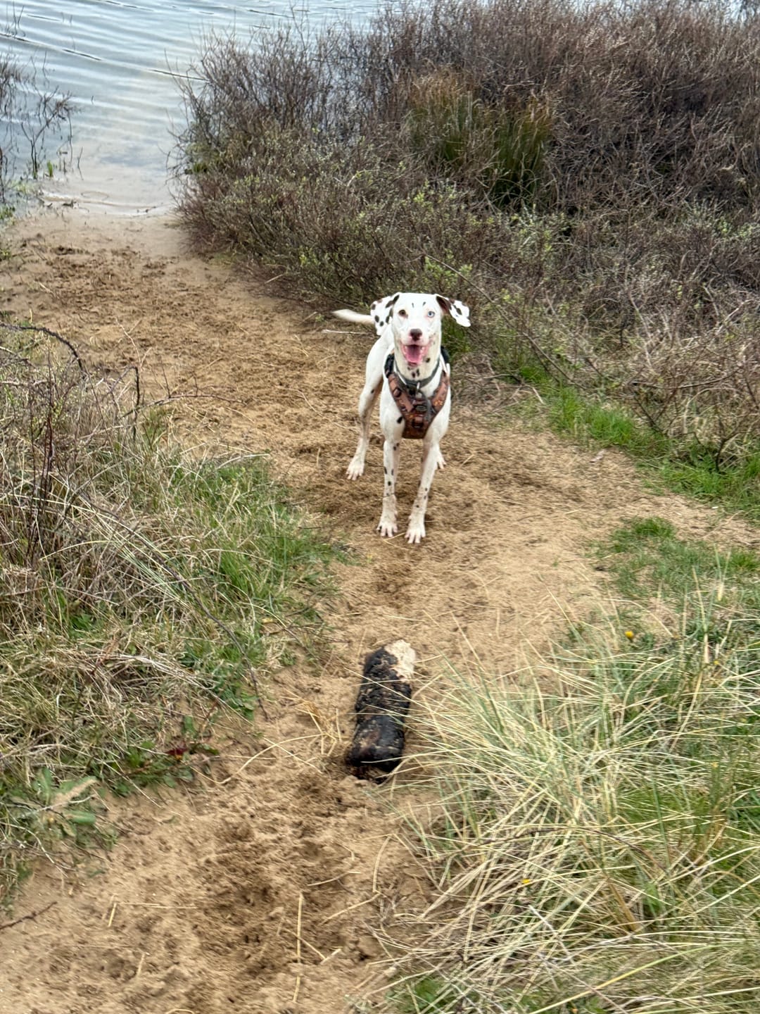 Customer photo review of Disney© Tough Trails™ Harness - Disney Dogs