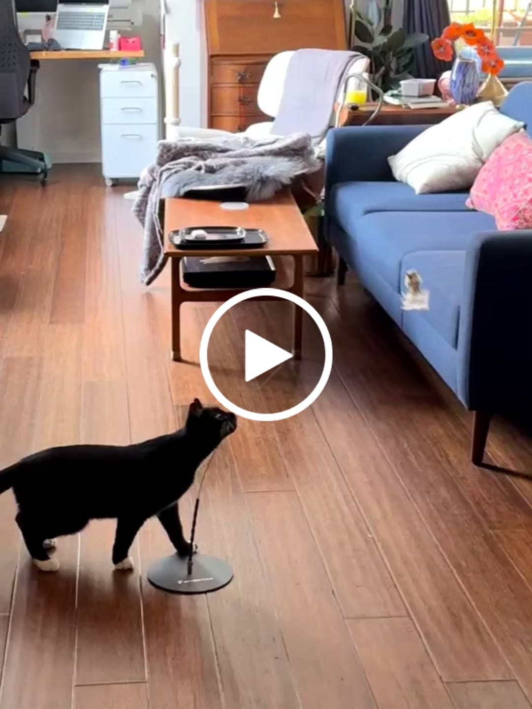 Customer video review of Interactive Bird Simulation Cat Toy Hybrid Bundle