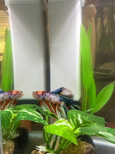 Reviewer's colorful Multicolor Halfmoon Male Betta Fish swimming in a decorated tank with green plants.