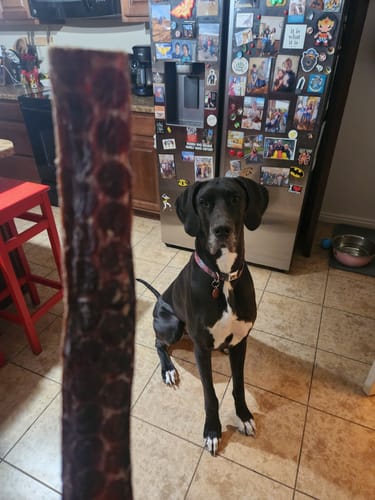 Reviewer holding a 12 Inch Beef Jerky Strip in front of a large black dog waiting patiently in a kitchen.