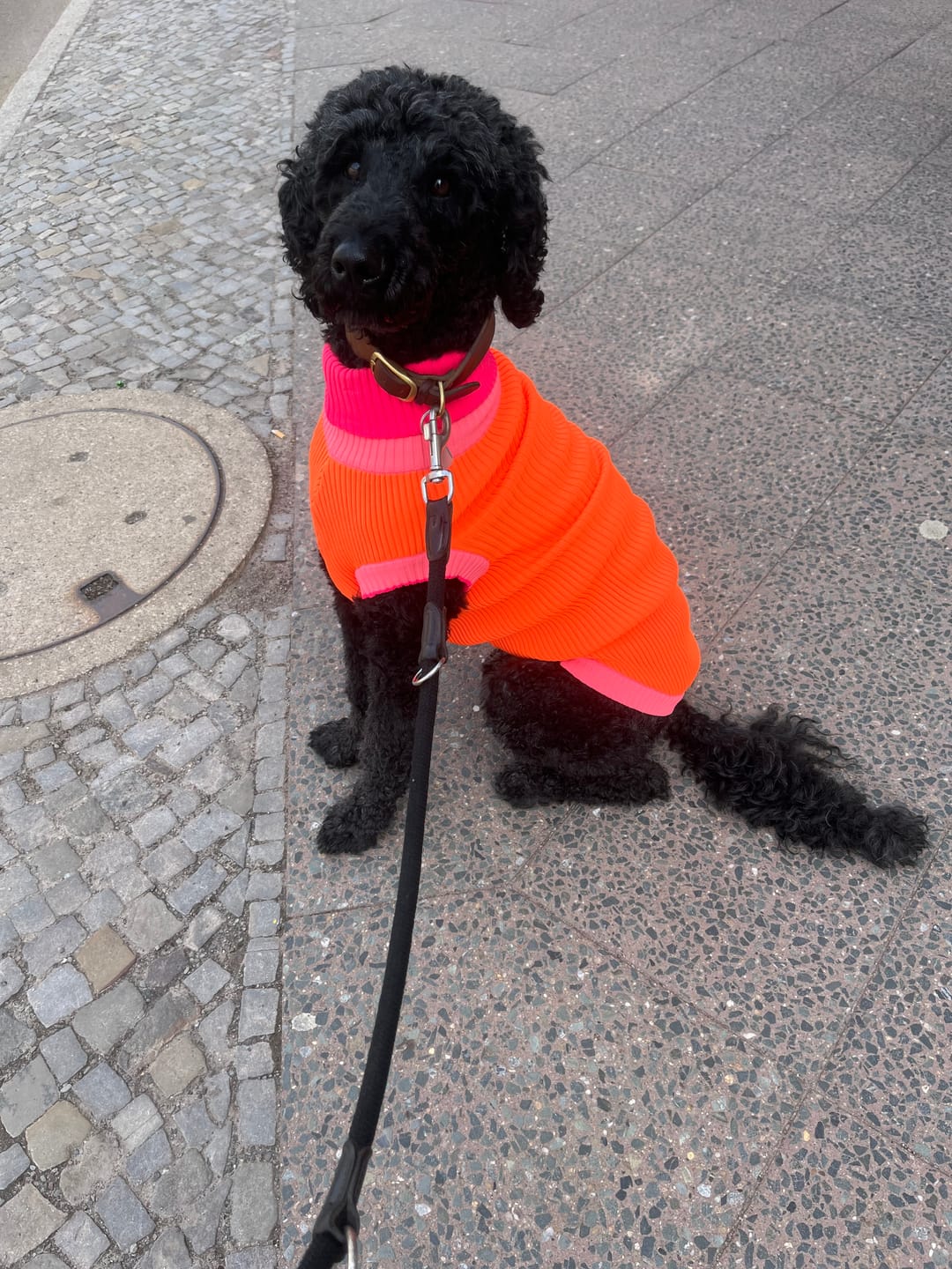 Customer photo review of THE GLOW JUMPER 2.0 - Neon Hundepullover - (Sunny Tangerine)