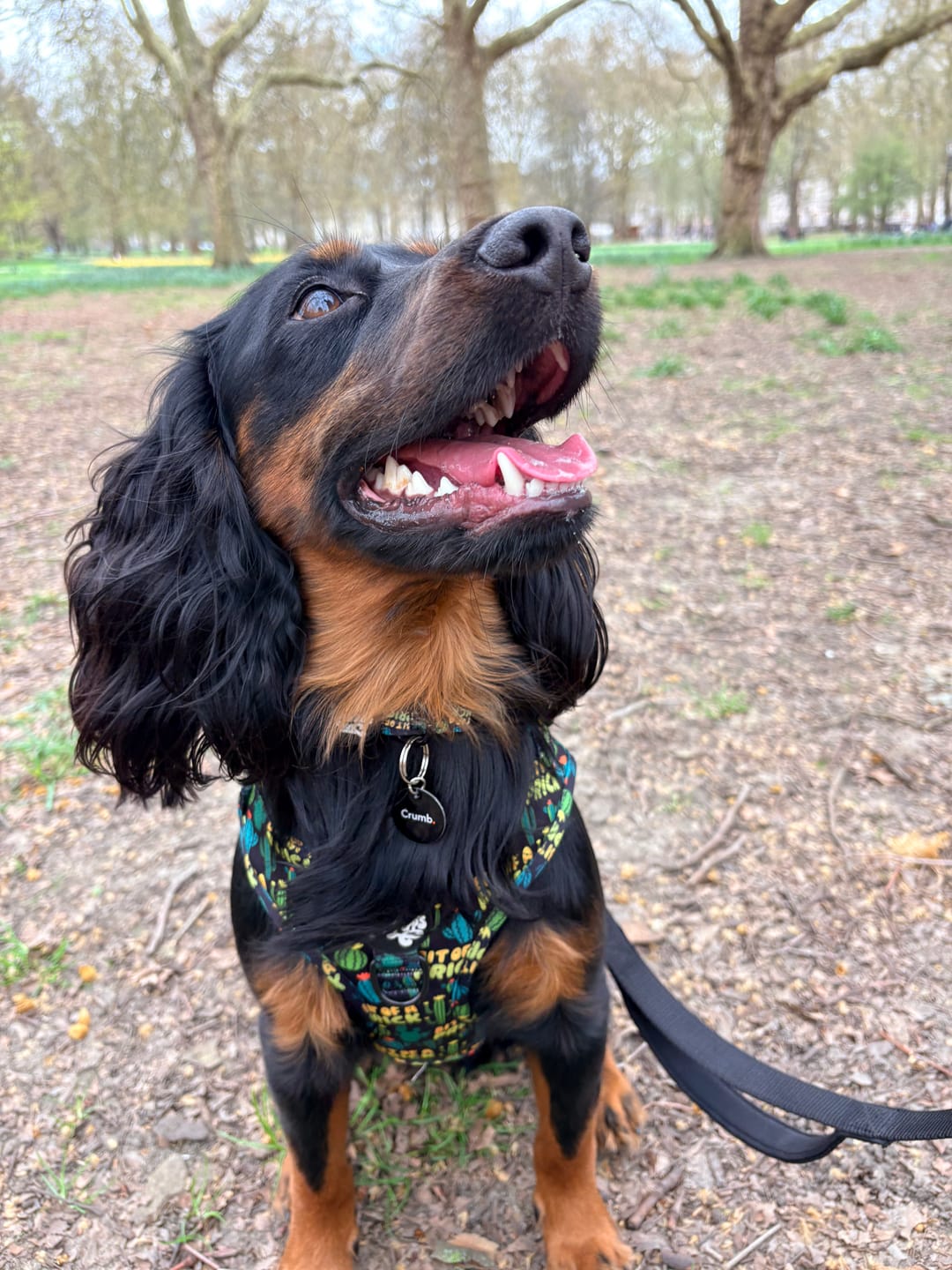 Customer photo review of Bit of a pr**k collar
