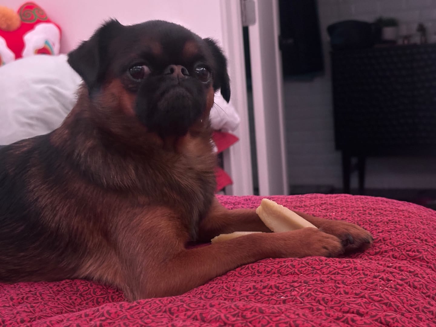 Customer photo review of Regular/Unflavored Himalayan Yak Chews | 6-Sizes (for Small to Big Dogs)