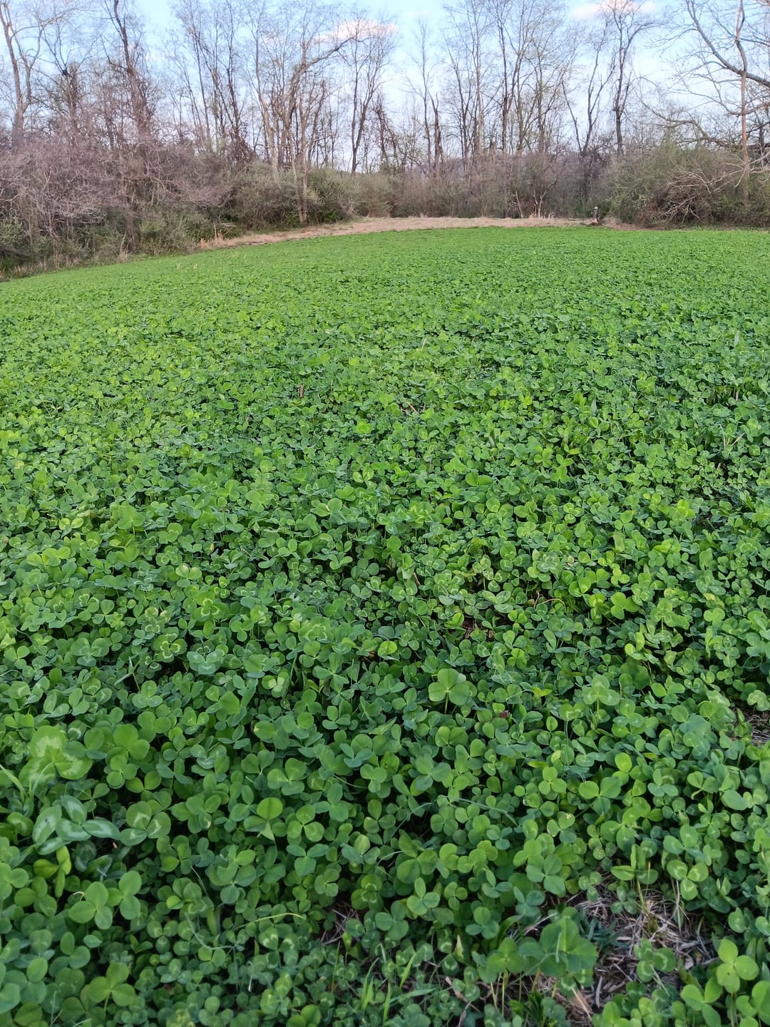 Customer photo review of Comeback Kid™ Food Plot Seed