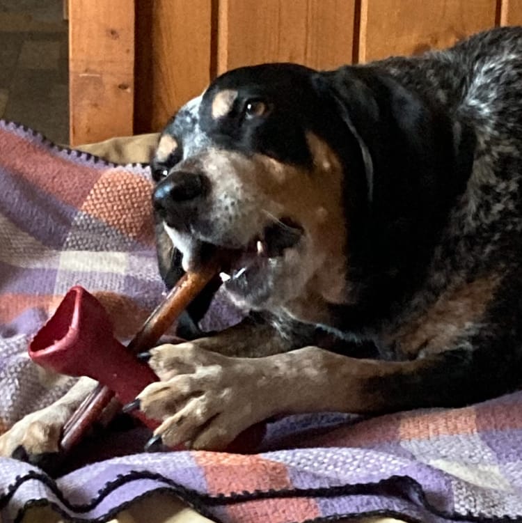 Customer photo review of 12 Inch Thick Bully Stick