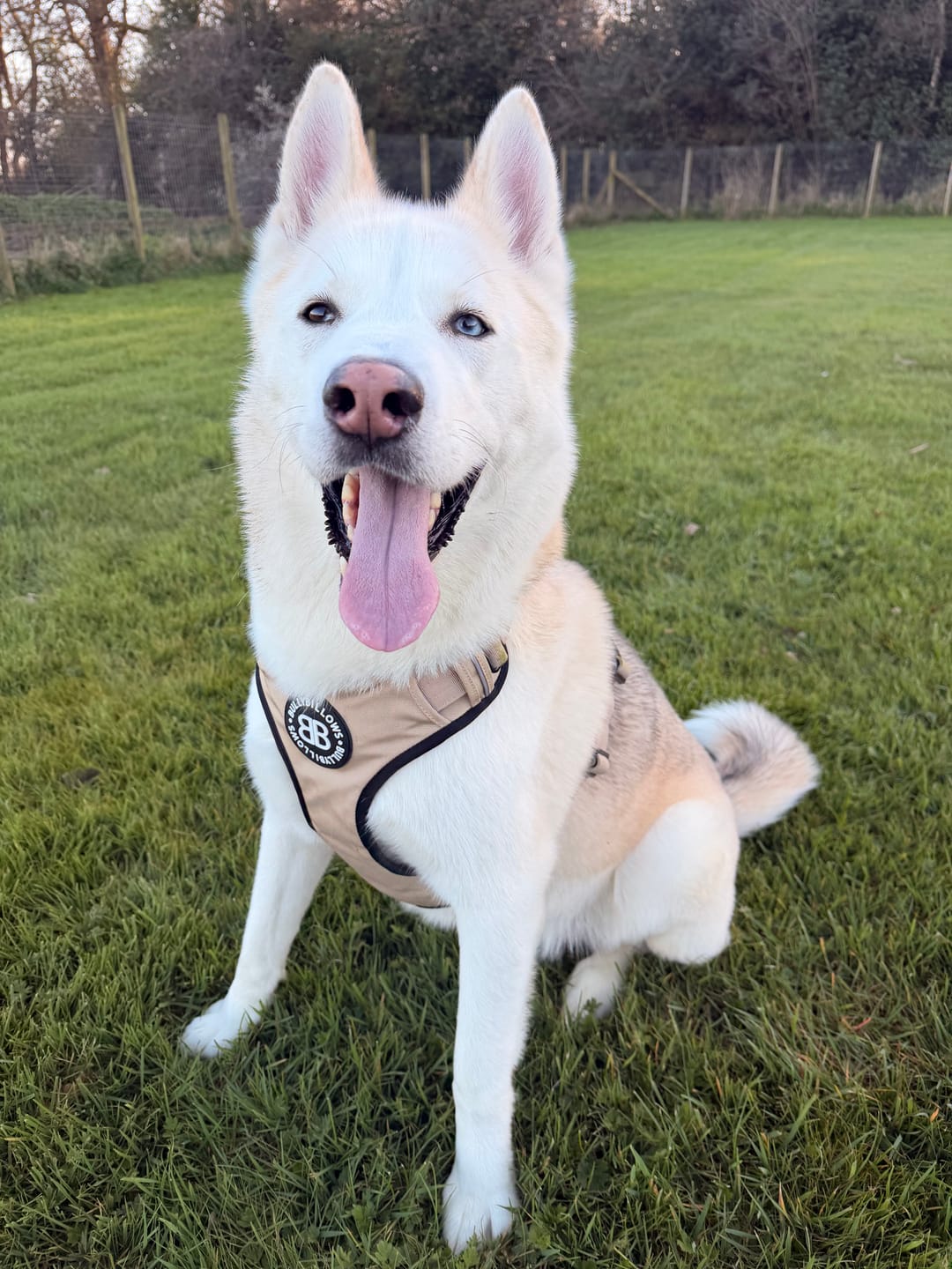 Customer photo review of Comfort Premium Harness | Non Restrictive - Tan
