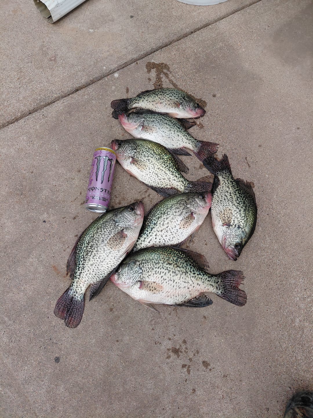 Customer photo review of Fluorescent Chartreuse
