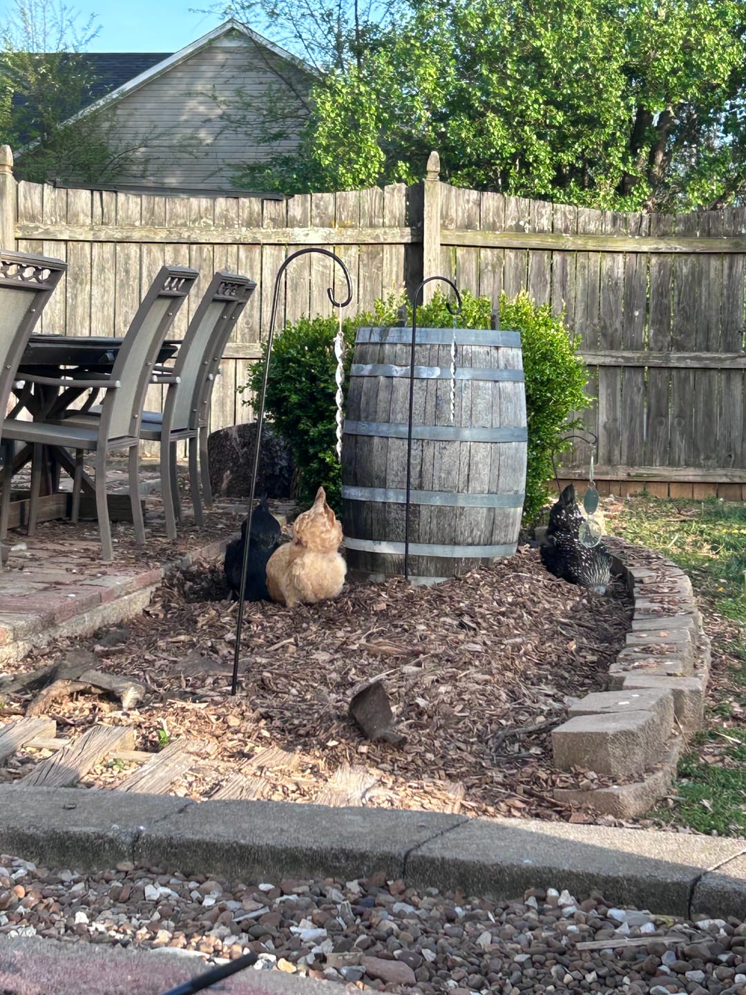 Customer photo review of Complete Guide to Healthy Chickens and Better Eggs (Digital Guide)