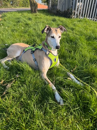 Customer photo review of Escape proof Harness (3 Strap)