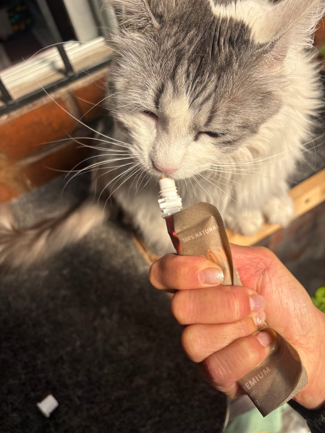Customer photo review of Prebiotic Salmon Gatos