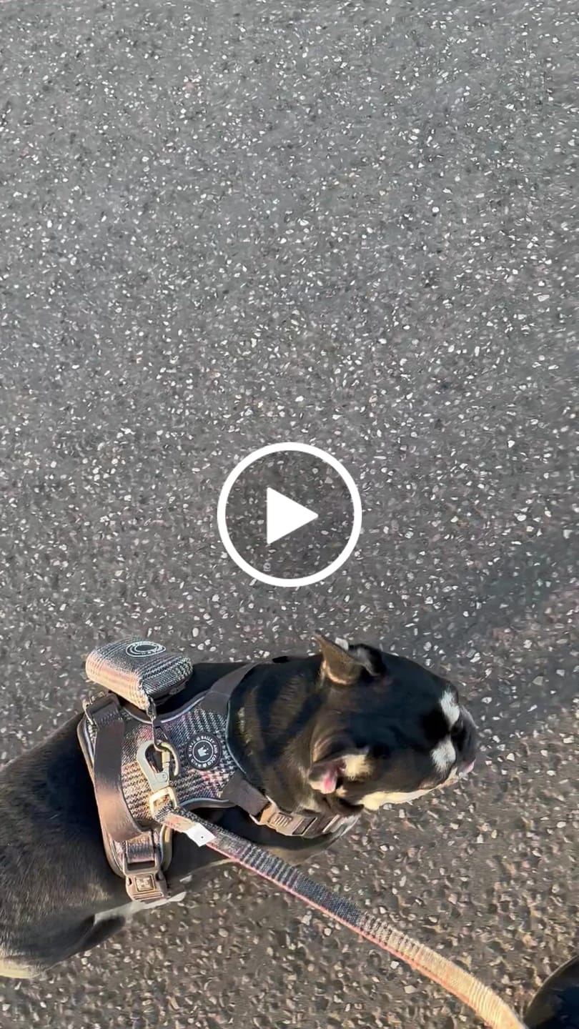 Customer video review of Dog Lead 5ft - Colour Drops - Heritage Plaid