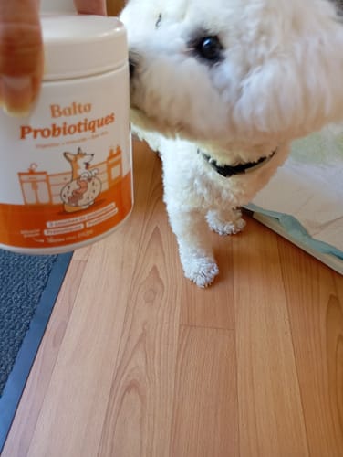 Client avec son petit chien blanc qui renifle le pot de Complément probiotiques.