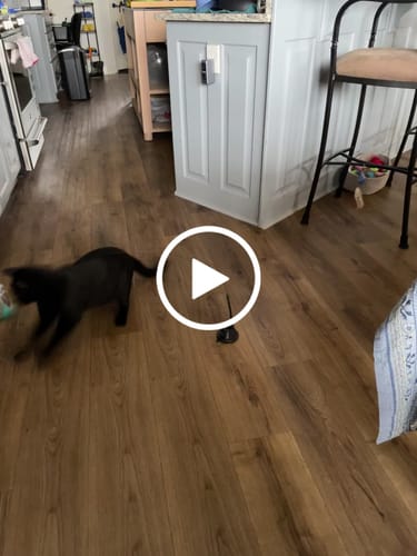 Customer video review of Replacement Wire + Base (Interactive Bird Simulation Cat Toy)