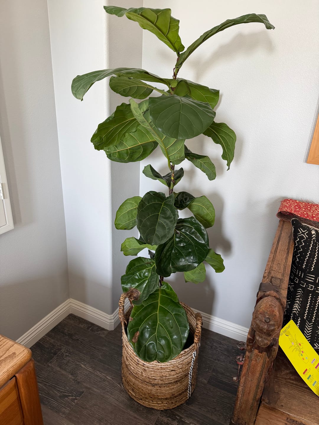 Customer photo review of Soil Refresh