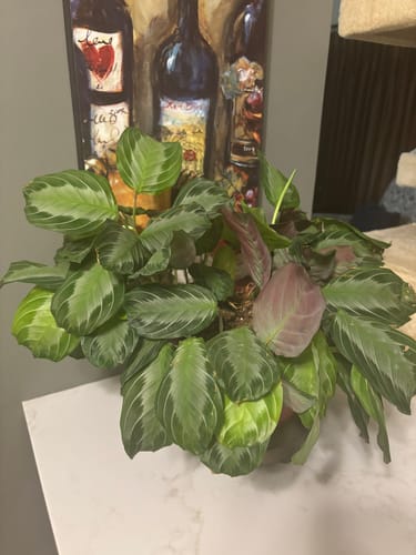 Customer's healthy prayer plant with vibrant, patterned leaves on a countertop after using Plant Food.