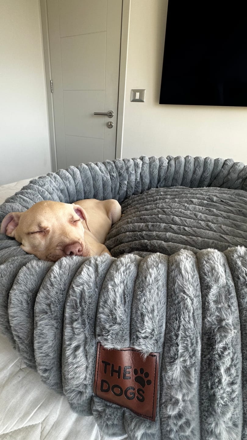 Customer photo review of Luxury Edition: Cama Anti-Estrés THE DOGS