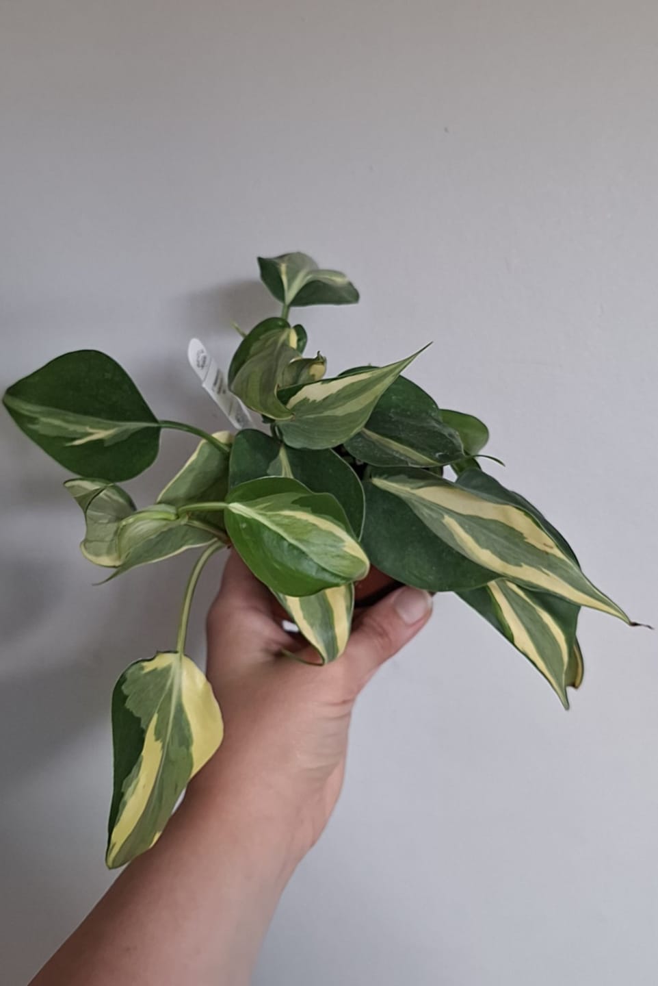 Customer photo review of Philodendron hederaceum 'Rio' - 3"