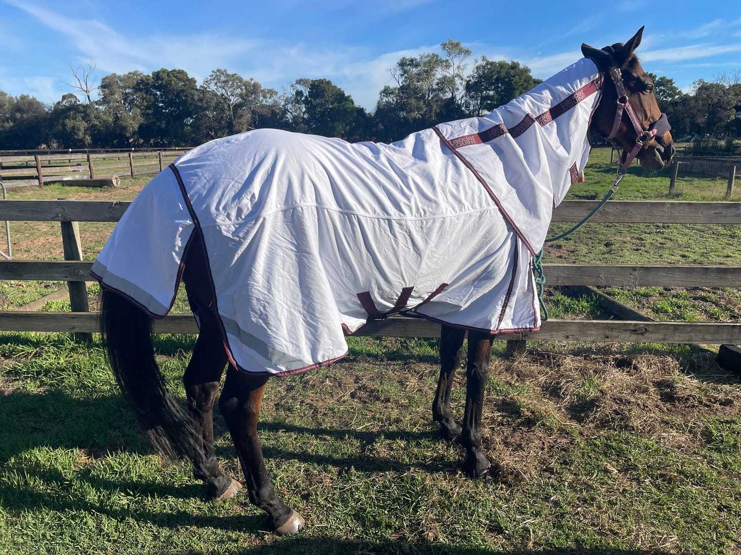 Customer photo review of LE Canberra Fleece-Lined Sheet with Fieldsafe Front