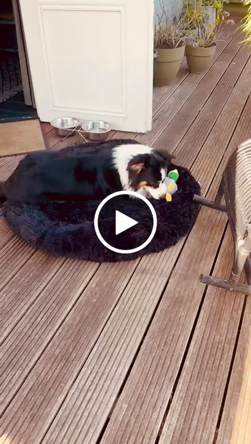 Customer video review of Pet Perfect Fluffy Donut Hondenmand - Rond - Wasbaar