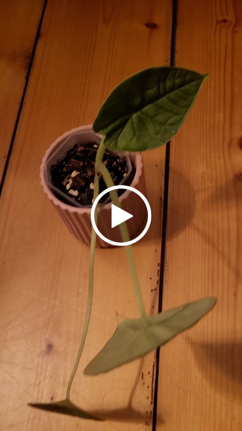Customer video review of Alocasia Mix